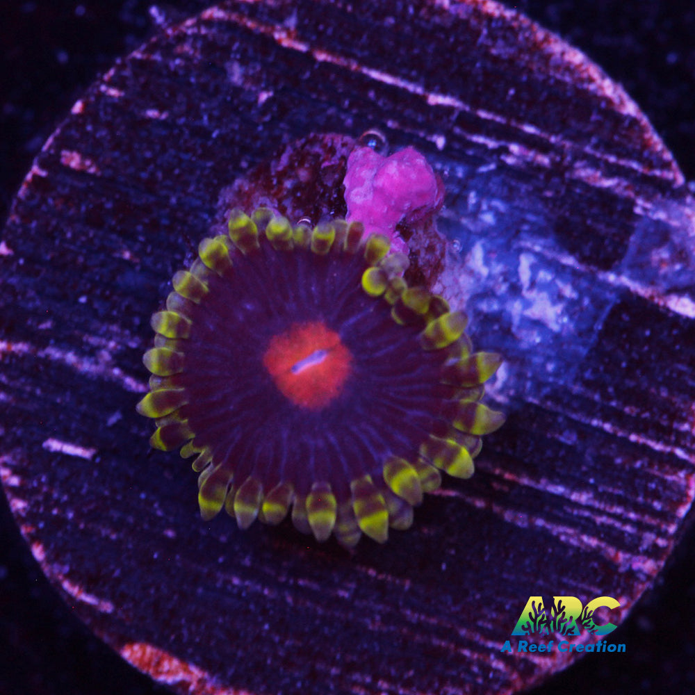 Widow Maker Zoa