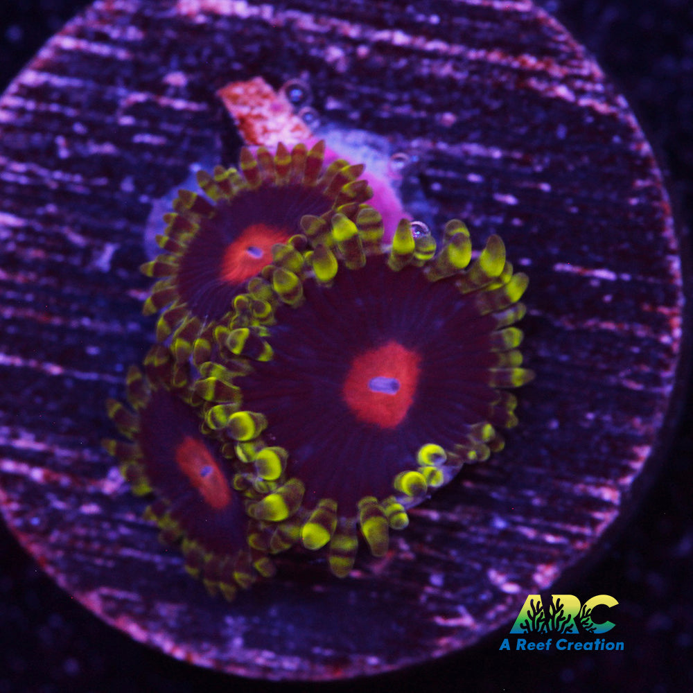 Widow Maker Zoa