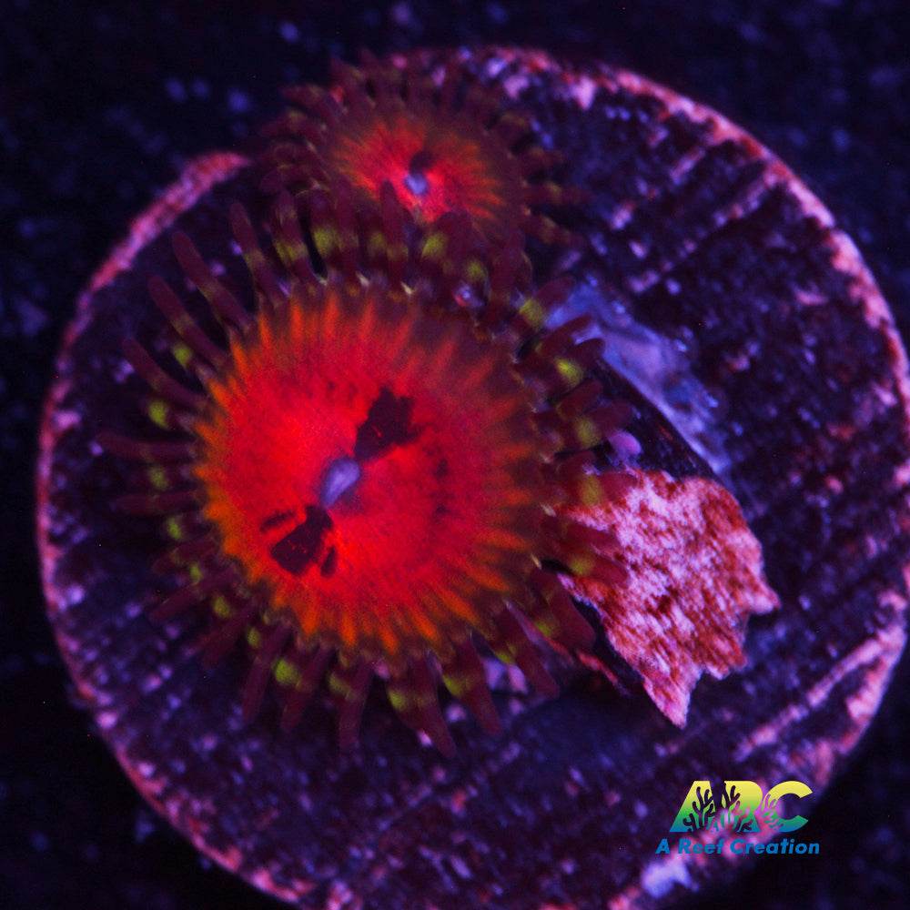 Bowtie Blaster Zoa