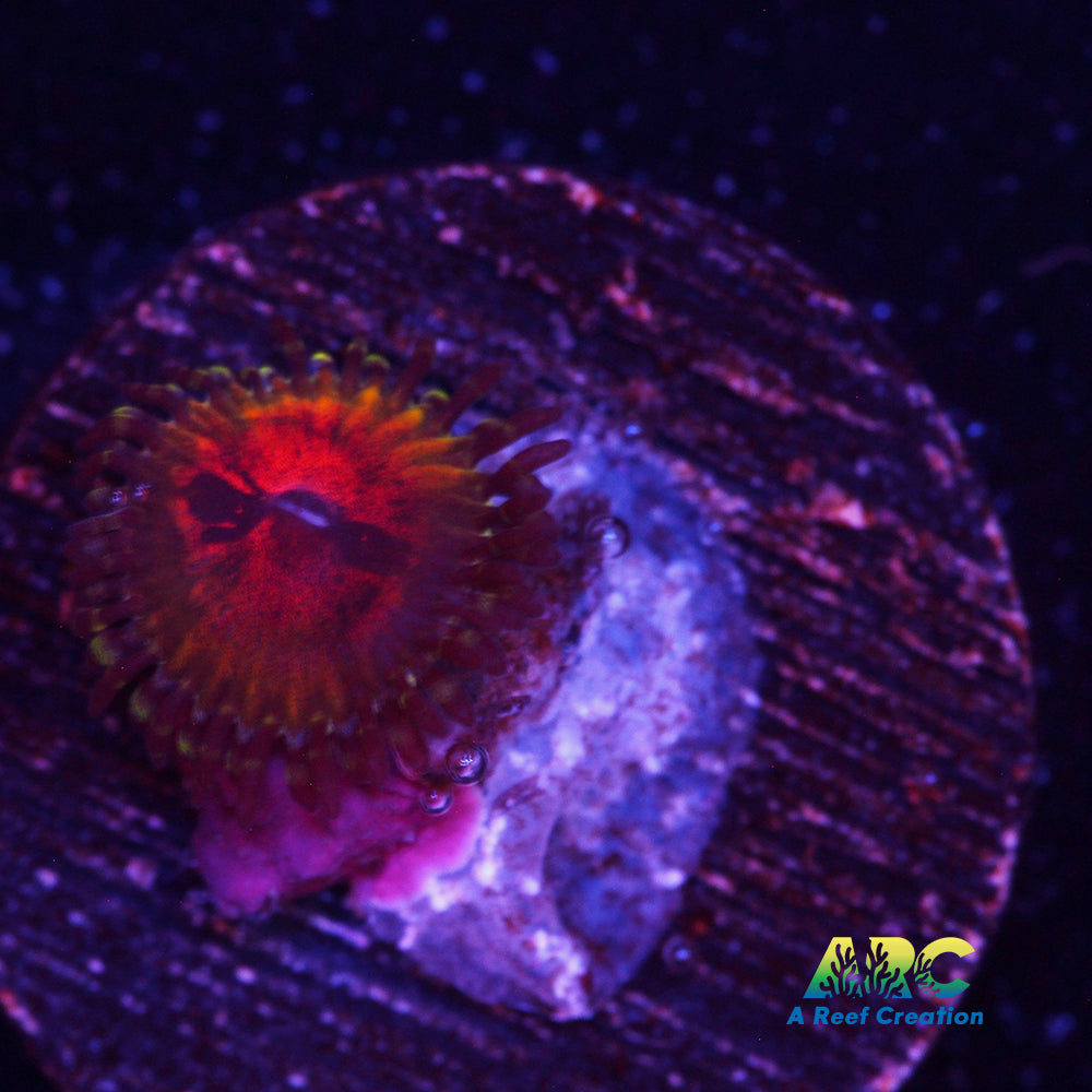 Bowtie Blaster Zoa