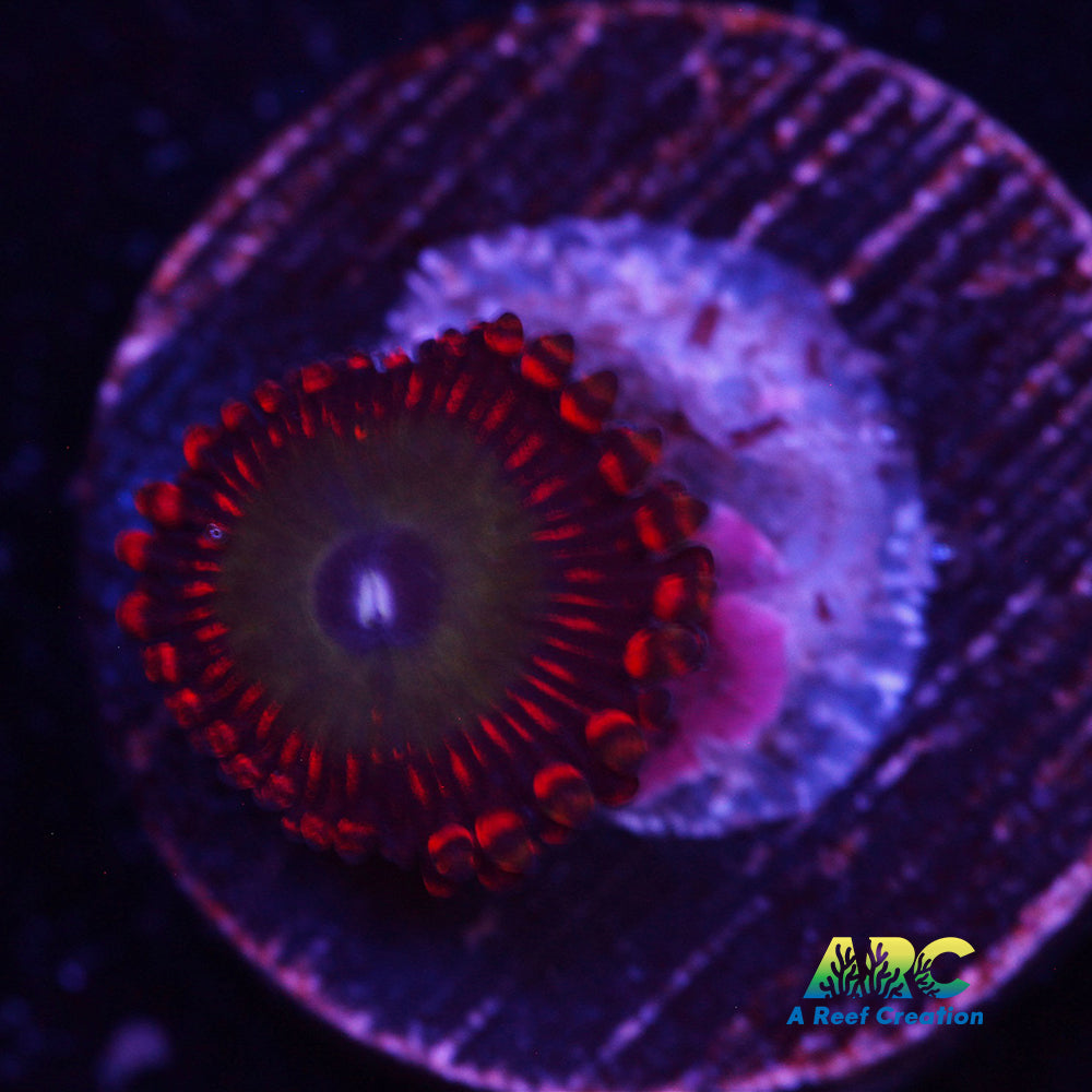 Candy Apple Red Zoa