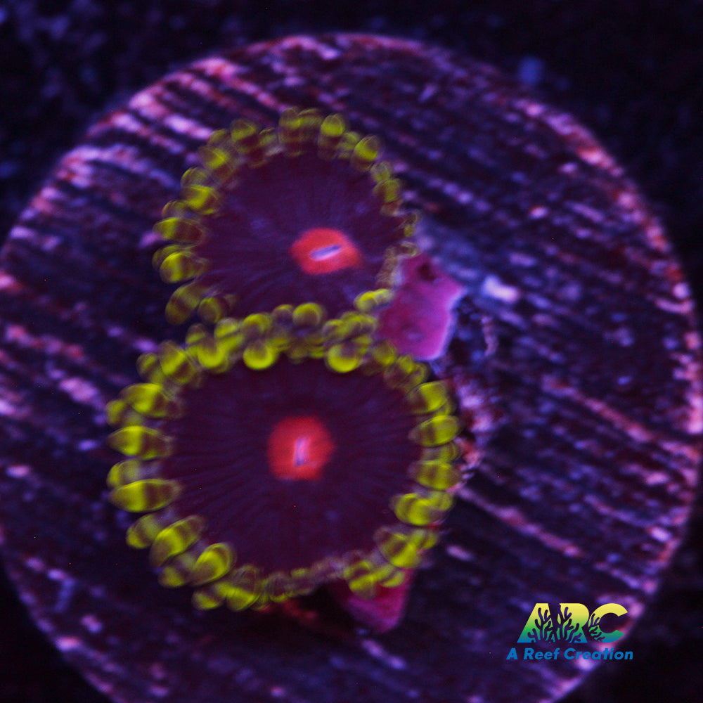 Widow Maker Zoa