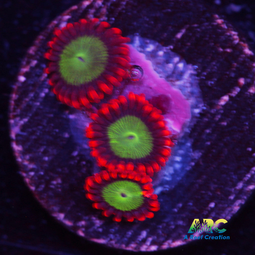 Goblin FIre Zoa