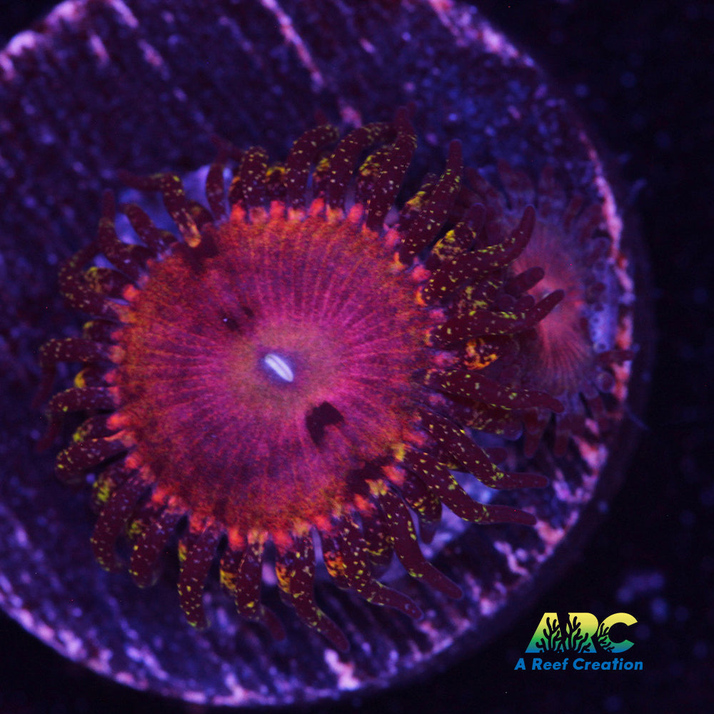 Kamikaze Kush Zoa