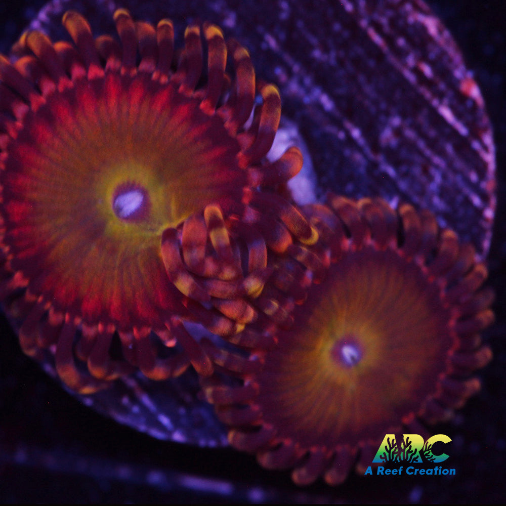 Rainbow Troll Zoa