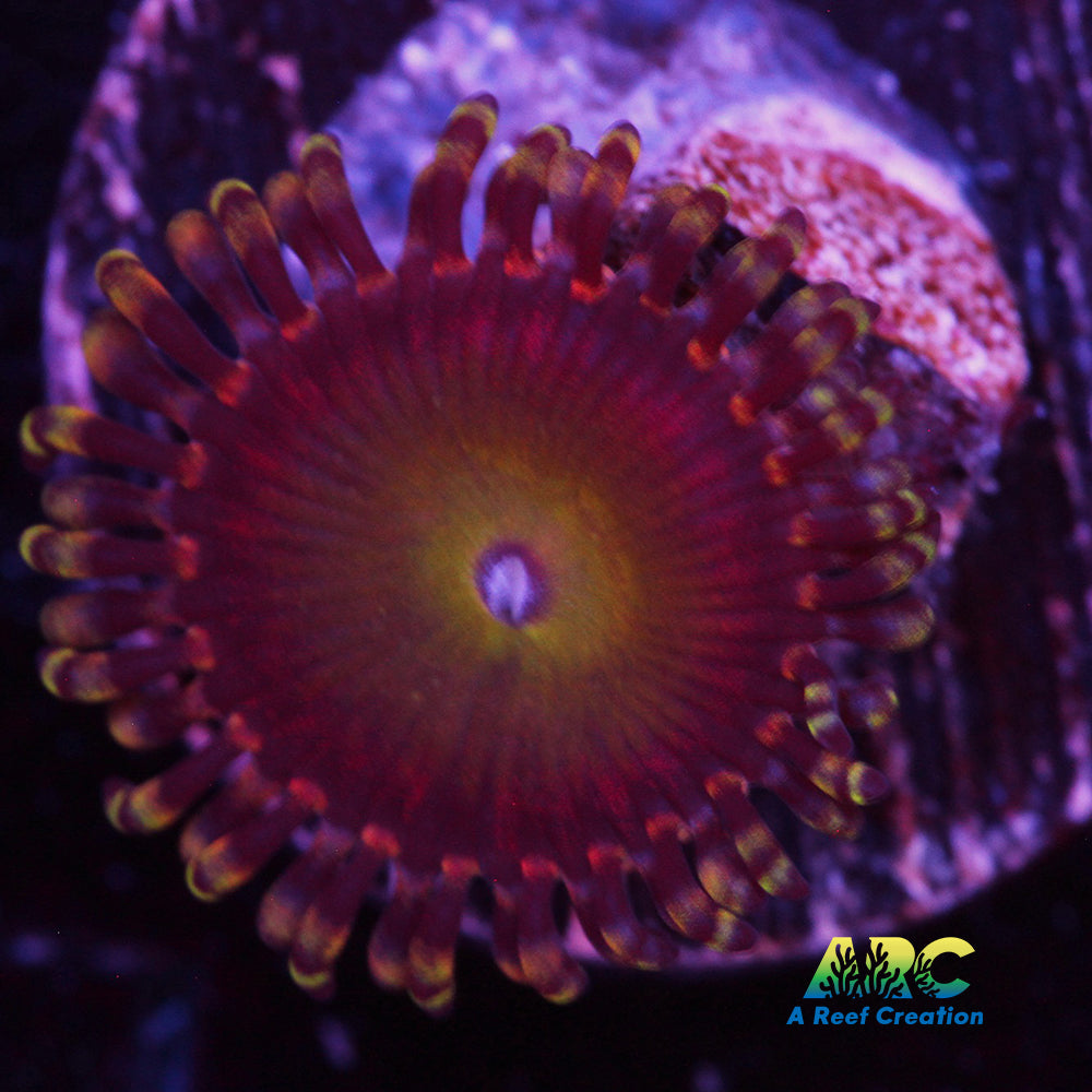 Rainbow Troll Zoa