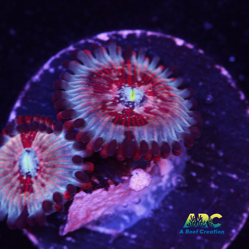 White Zombie Zoa