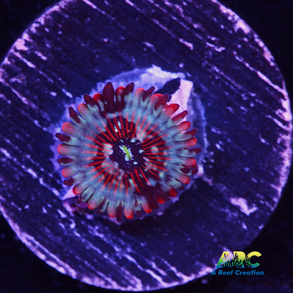 White Zombie Zoa