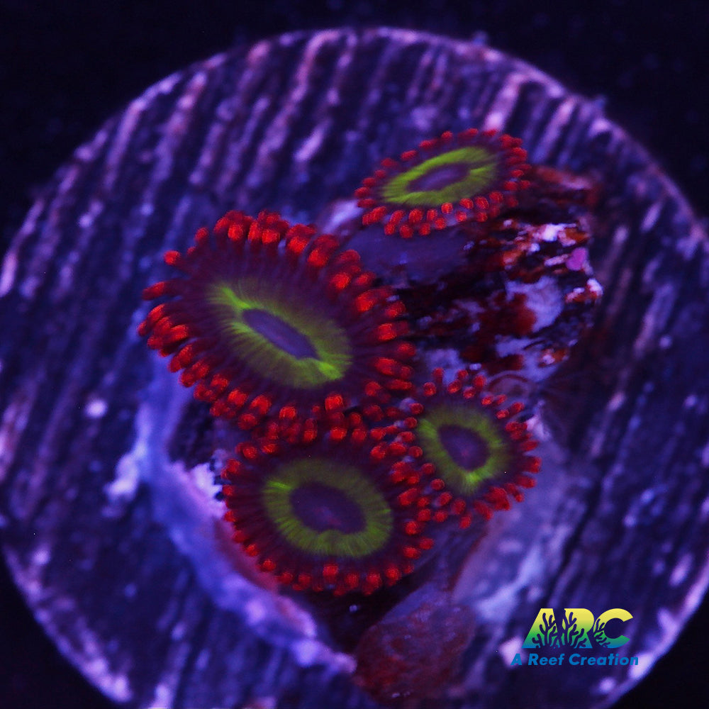 Emeralds on Fire Zoa