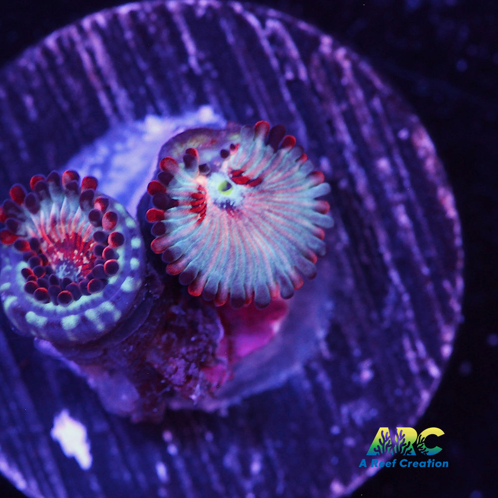 White Zombie Zoa