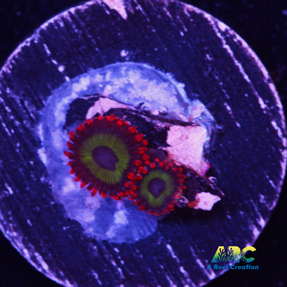 Emeralds on Fire Zoa