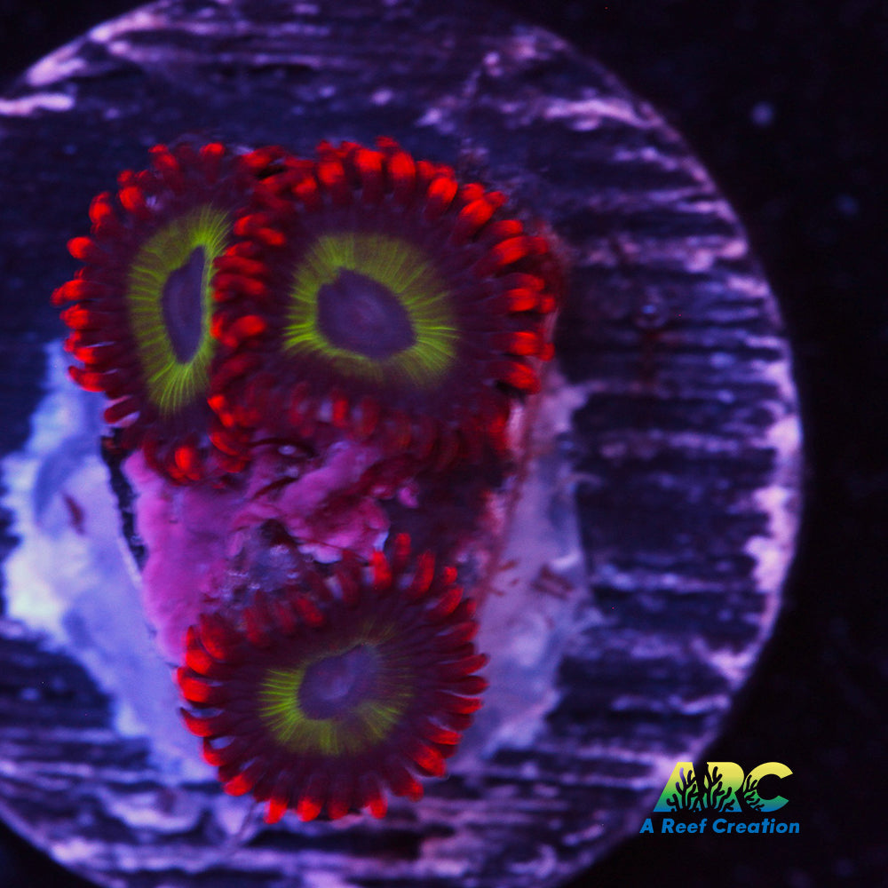 EMeralds on Fire Zoa