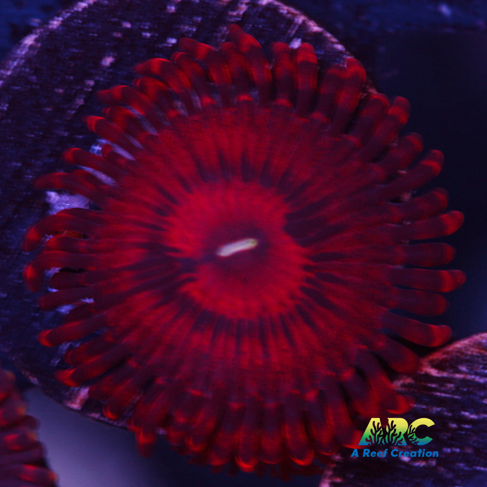 VDM Zoas