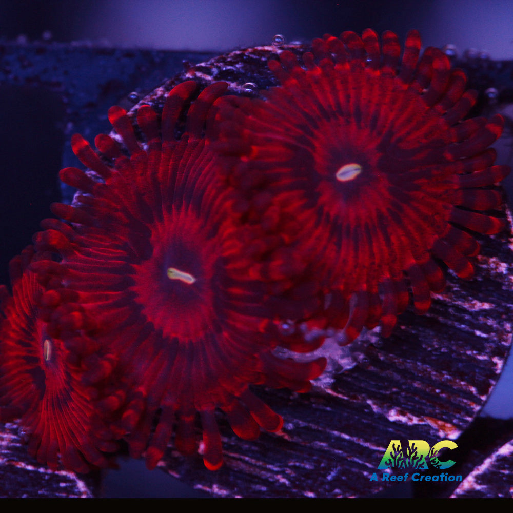 VDM Zoas