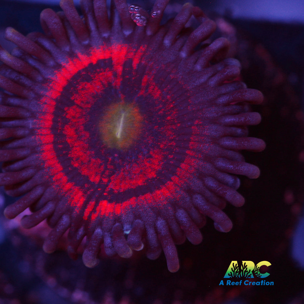 Everlasting Gobstopper Zoa