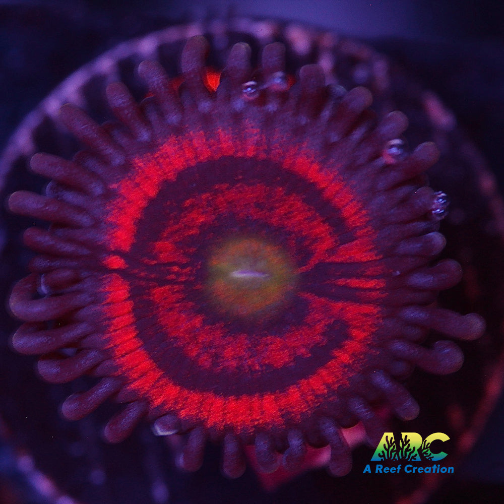 Everlasting Gobstopper Zoa