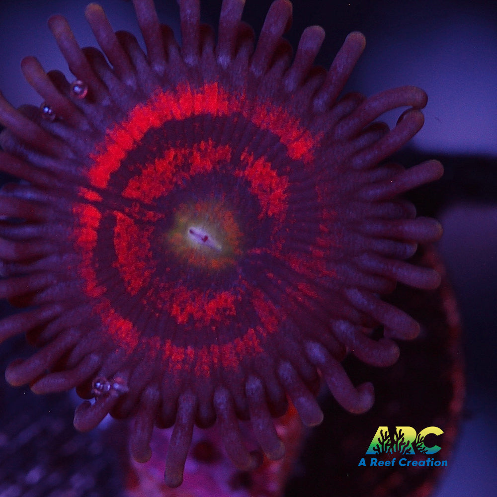 Everlasting Gobstopper Zoa