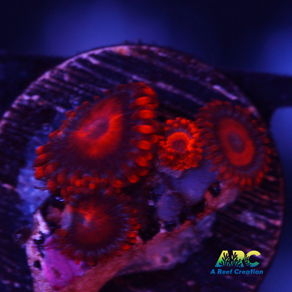 Orange Oxide Zoa