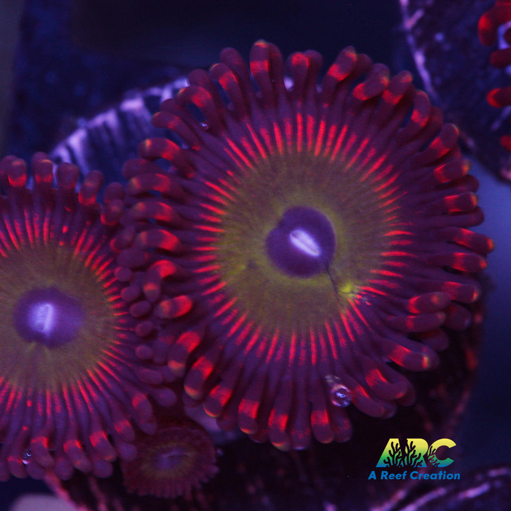 Candy Apple Red Zoa