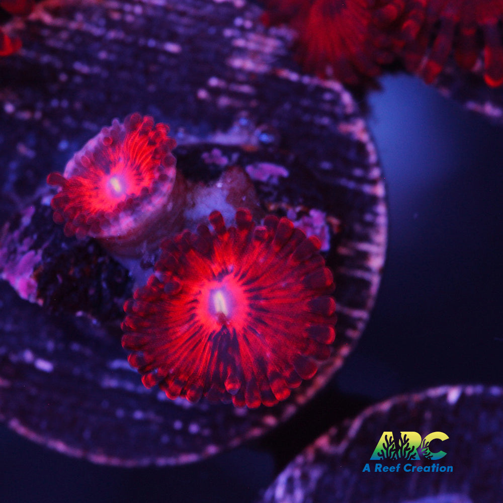 VDM Zoas