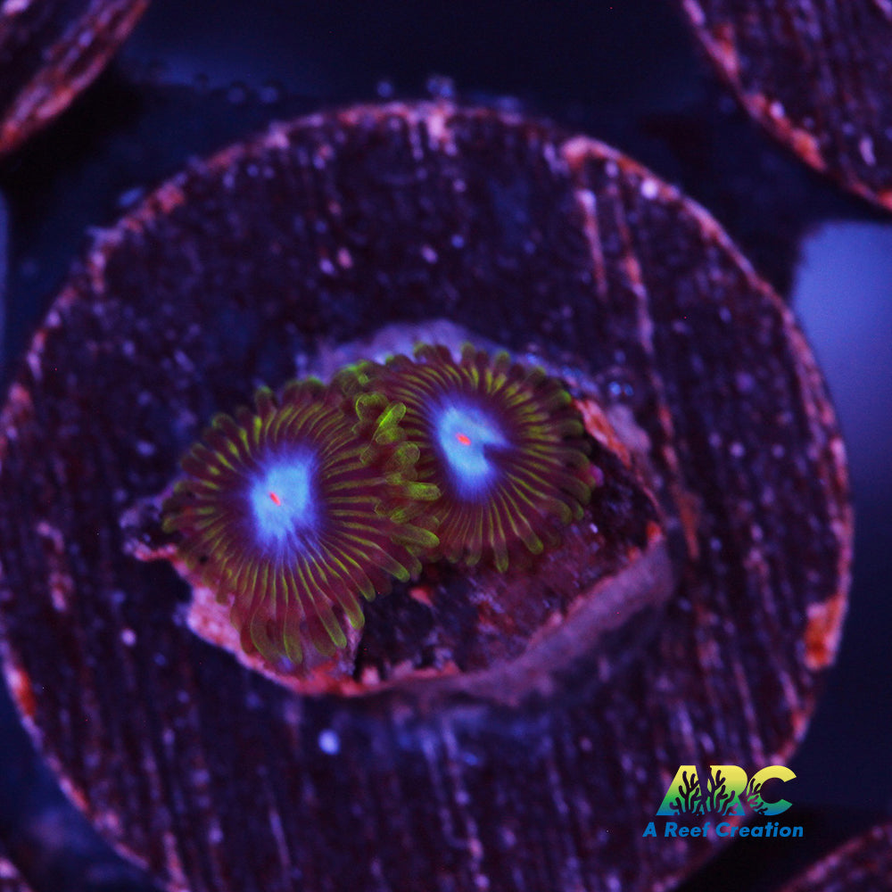 Ice Kings Zoa