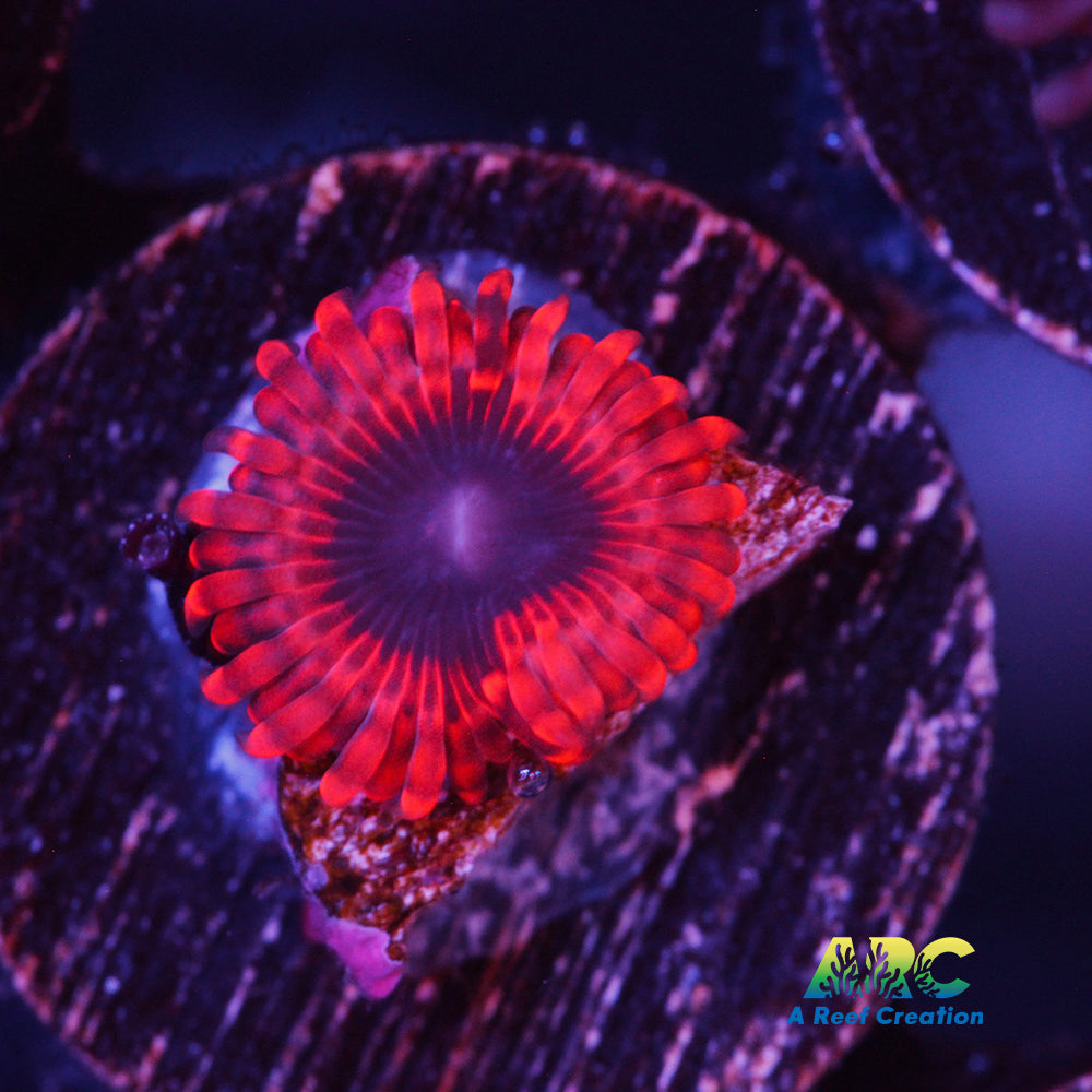 Lunar Eclipse Zoa