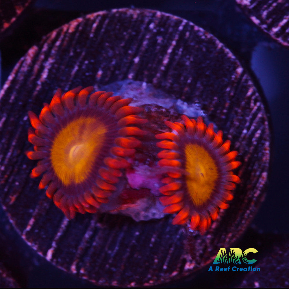 Mandarin Orange Zoa