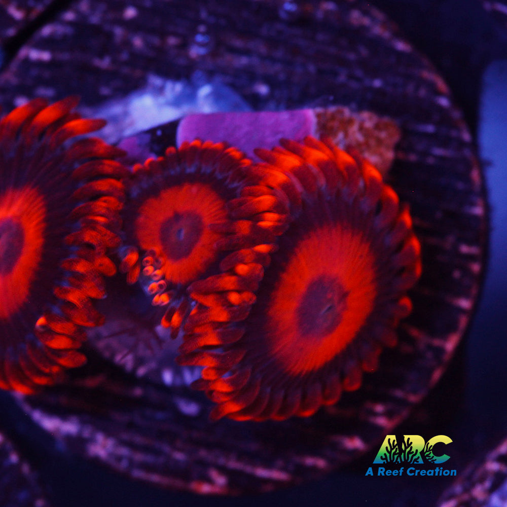 Orange Oxide Zoa