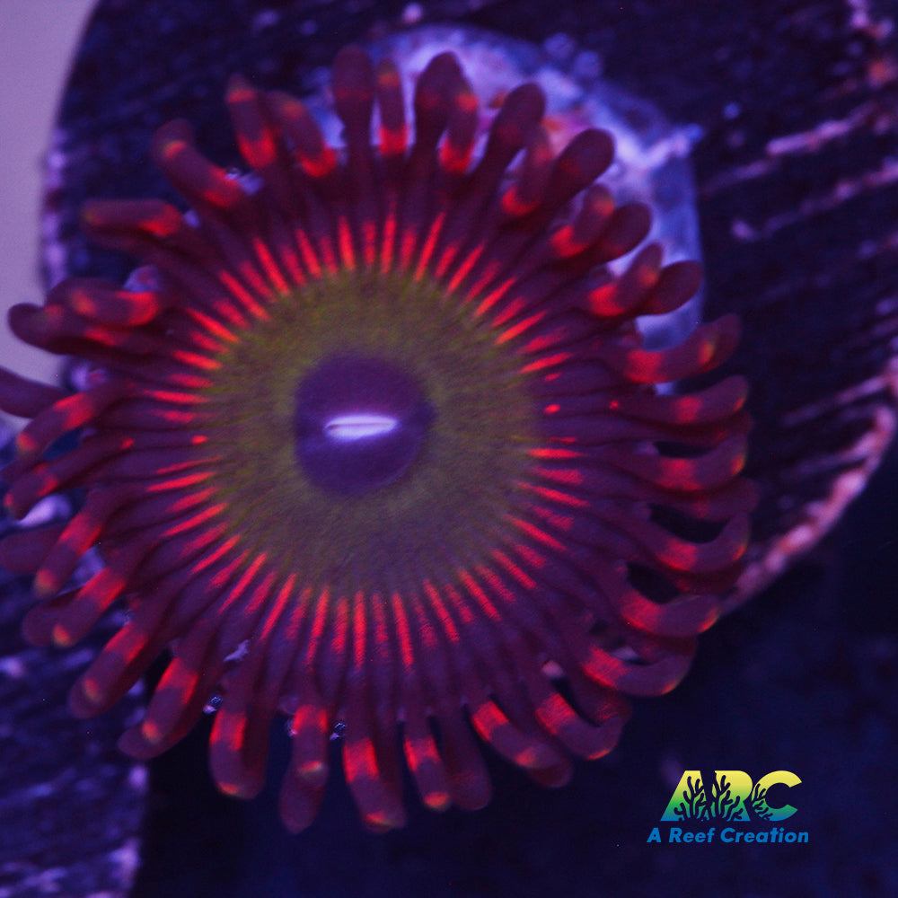 Candy Apple Red Zoa