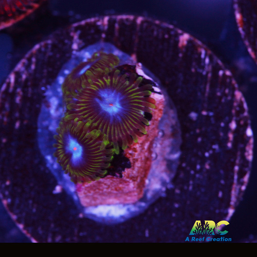 Ice Kings Zoa