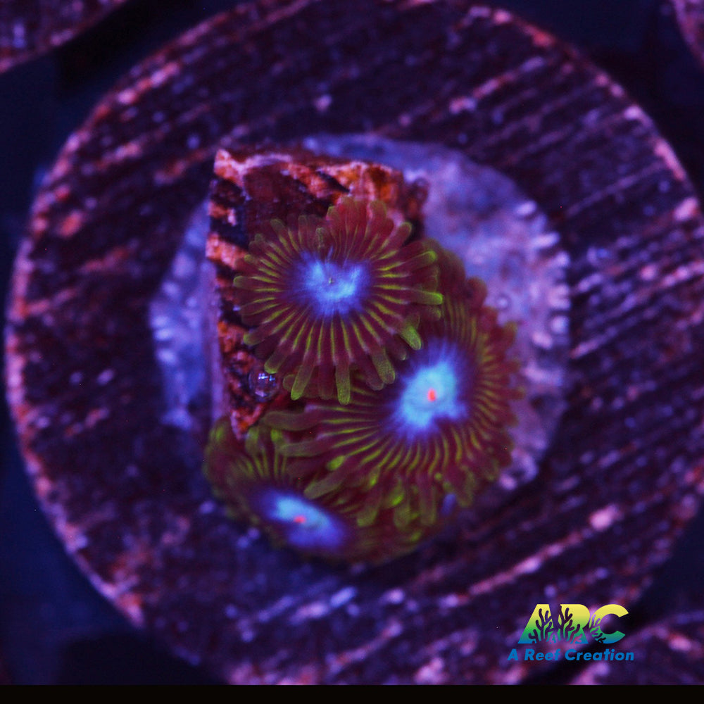 Ice Kings Zoa