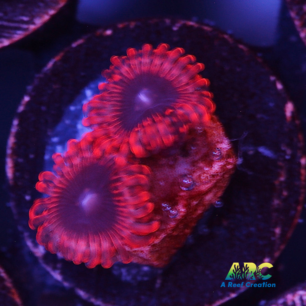 Lunar Eclipse Zoa