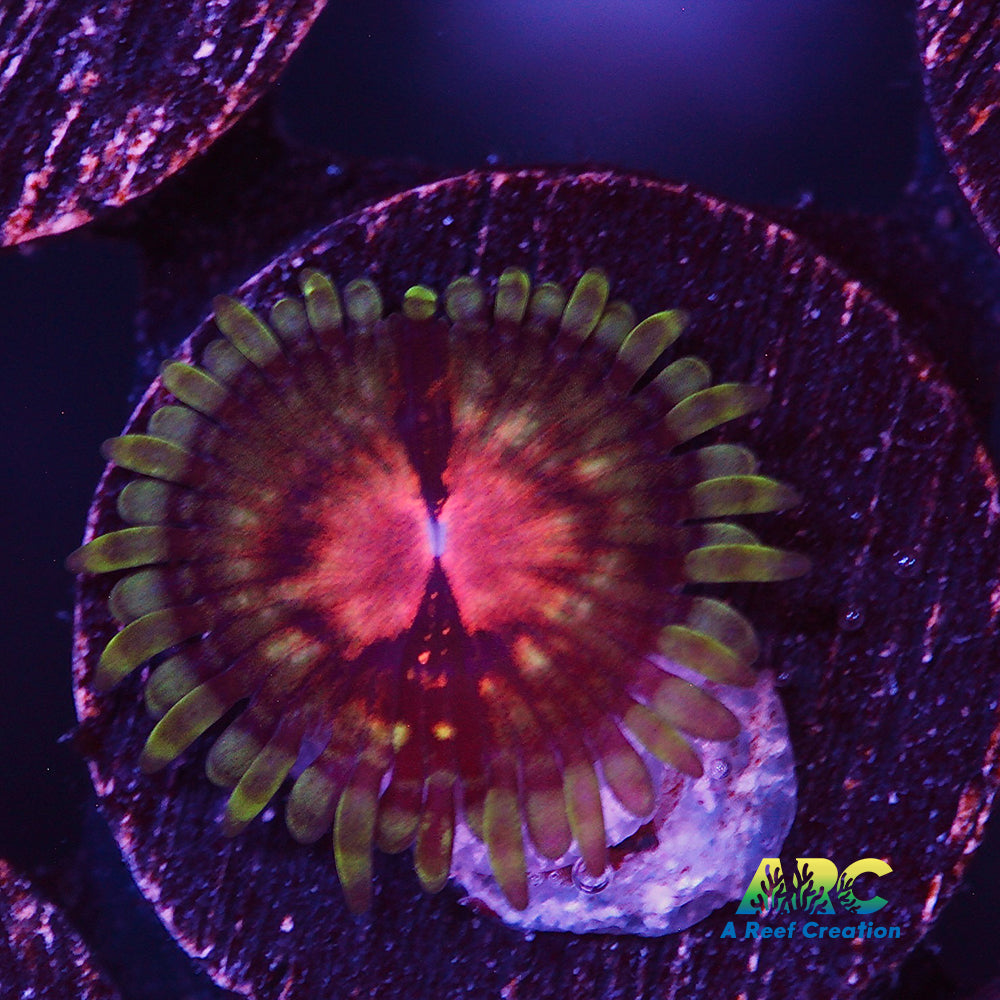 Hawkeye Zoa