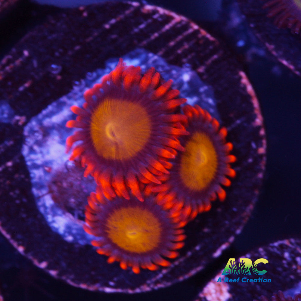 Mandarin Orange Zoa