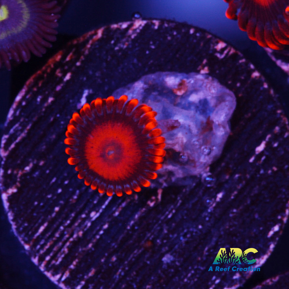 Orange Oxide Zoa