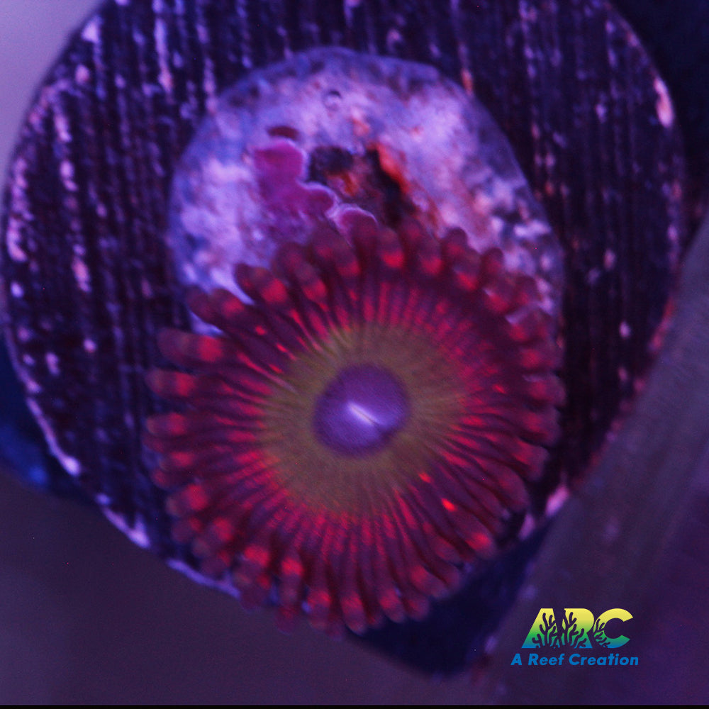 Candy Apple Red Zoa