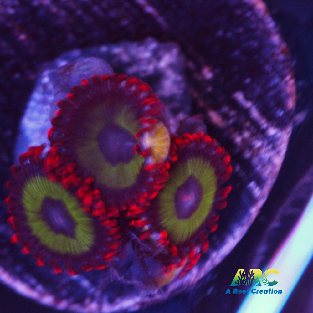 Emeralds on Fire Zoa