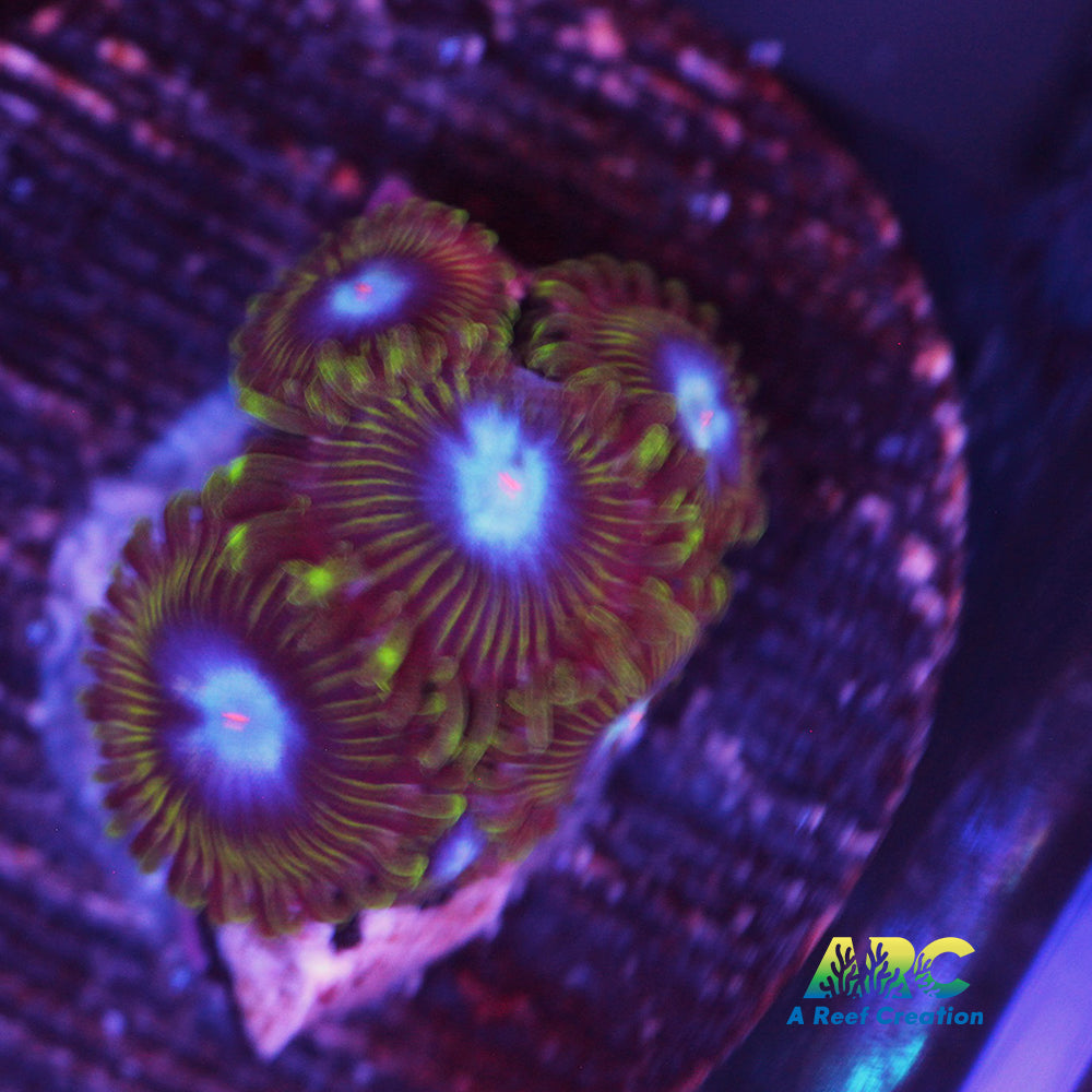 Ice Kings Zoa