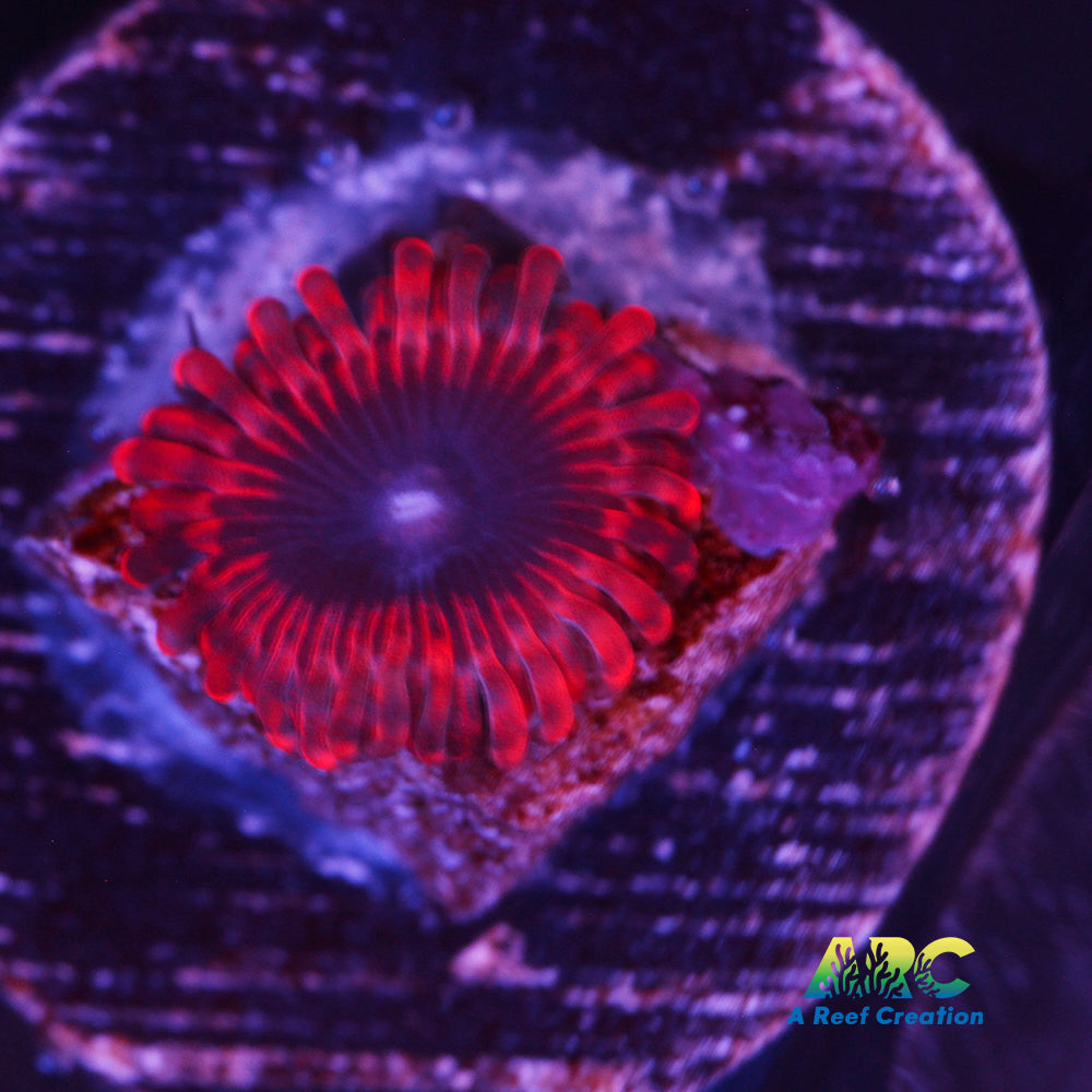 Lunar Eclipse Zoa