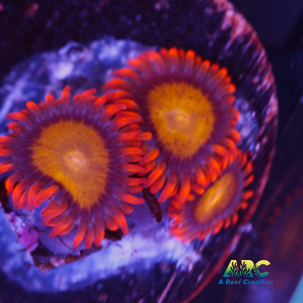 Mandarin Orange Zoa