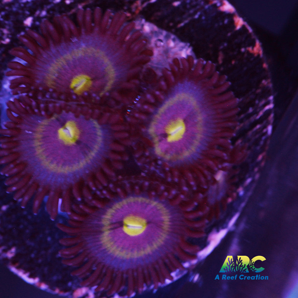 Black Cats Zoa