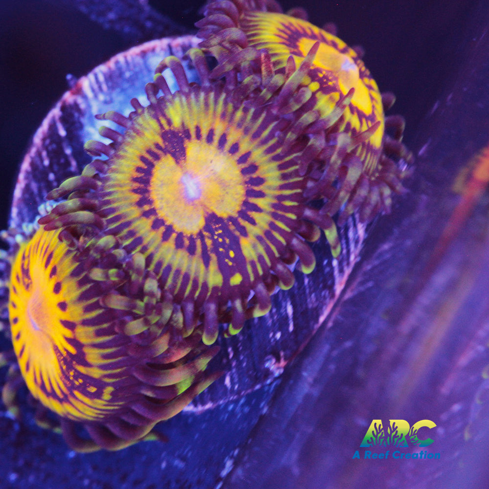 Butt Munchers Zoa