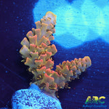 ASD Rainbow Milli