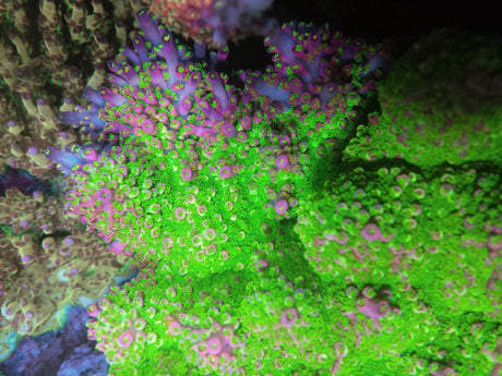 Sanjay's Wrecking Ball XL Frag